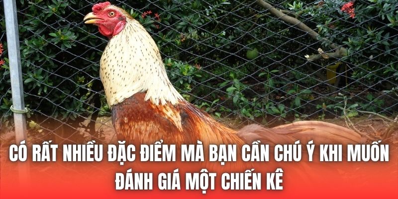 Có rất nhiều đặc điểm mà bạn cần chú ý khi muốn đánh giá một chiến kê