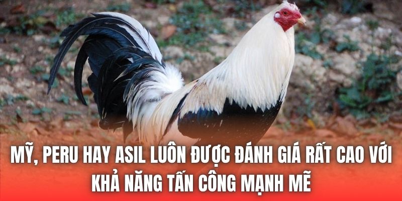 Mỹ, Peru hay Asil luôn được đánh giá rất cao với khả năng tấn công mạnh mẽ