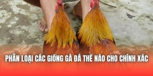Phân Loại Các Giống Gà Đá Thế Nào Cho Chính Xác