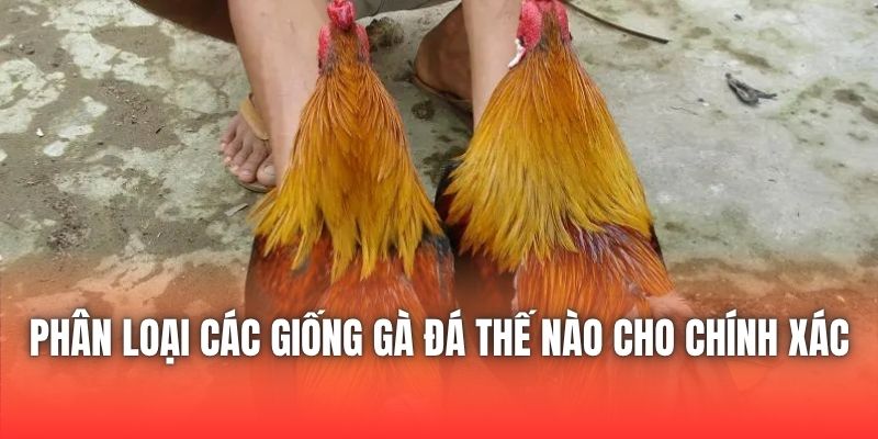 Phân Loại Các Giống Gà Đá Thế Nào Cho Chính Xác